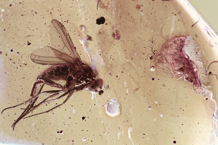Detailed Fossil Fly (Dolichopodidae) in Baltic Amber #315359